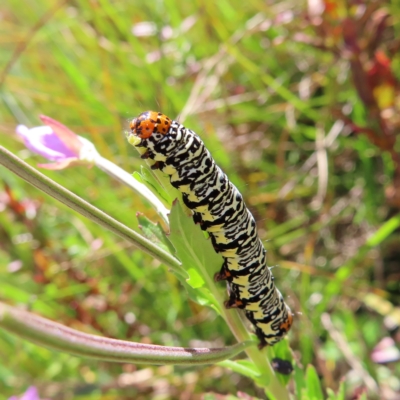 Phalaenoides tristifica (Willow-herb Day-moth) at Paddys River, ACT - 16 Feb 2023 by MatthewFrawley