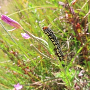 Phalaenoides tristifica at Paddys River, ACT - 16 Feb 2023 10:47 AM