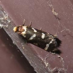 Lepidoscia confluens (A Case moth) at Flynn, ACT - 15 Feb 2023 by Christine