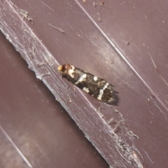 Lepidoscia confluens at Flynn, ACT - 15 Feb 2023 02:51 PM