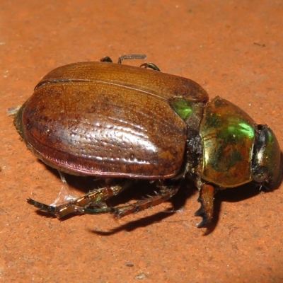 Anoplognathus brunnipennis (Green-tailed Christmas beetle) at Flynn, ACT - 17 Feb 2023 by Christine