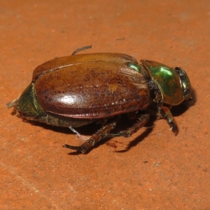 Anoplognathus brunnipennis at Flynn, ACT - 17 Feb 2023