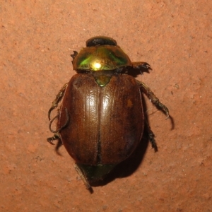 Anoplognathus brunnipennis at Flynn, ACT - 17 Feb 2023 08:35 AM