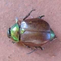 Anoplognathus brunnipennis at Flynn, ACT - 17 Feb 2023 08:35 AM