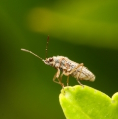 Nysius vinitor (Rutherglen bug) at Murrumbateman, NSW - 16 Feb 2023 by amiessmacro