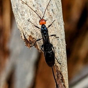 Braconidae (family) at Kambah, ACT - 17 Feb 2023