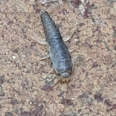 Heterolepismatinae (subfamily) (A native silverfish) at Lyneham, ACT - 17 Feb 2023 by trevorpreston