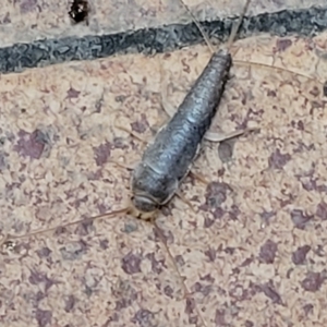 Heterolepismatinae (subfamily) at Lyneham, ACT - 17 Feb 2023