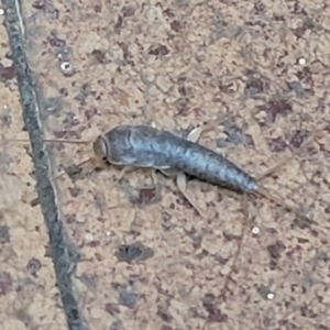 Heterolepismatinae (subfamily) at Lyneham, ACT - 17 Feb 2023