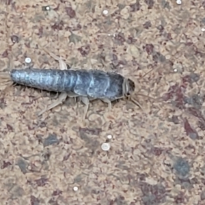 Heterolepismatinae (subfamily) at Lyneham, ACT - 17 Feb 2023