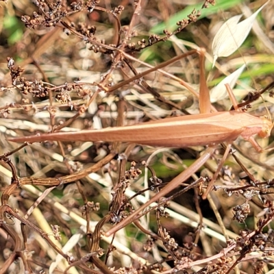 Polichne parvicauda (Short-tailed Polichne) at Weetangera, ACT - 16 Feb 2023 by trevorpreston