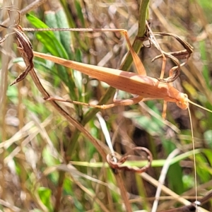 Polichne parvicauda at Weetangera, ACT - 16 Feb 2023 04:30 PM