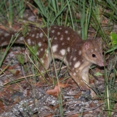 Dasyurus maculatus ssp. maculatus (Spotted-tailed Quoll) at Boorook, NSW - 21 Feb 2021 by MichaelBedingfield
