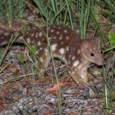 Dasyurus maculatus ssp. maculatus (Spotted-tailed Quoll) at Boorook, NSW - 21 Feb 2021 by MichaelBedingfield