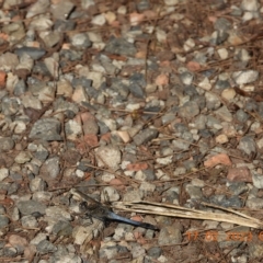 Orthetrum caledonicum (Blue Skimmer) at Oakdale, NSW - 16 Feb 2023 by bufferzone