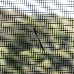 Ichneumonoidea (Superfamily) at Charleys Forest, NSW - 16 Feb 2023