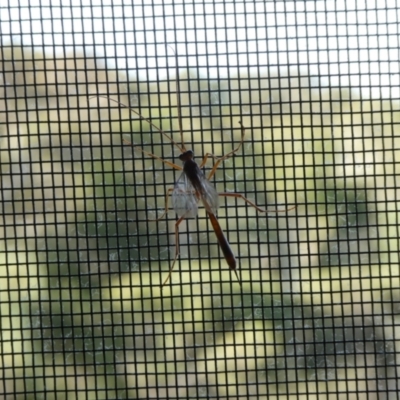 Ichneumonoidea (Superfamily) (A species of parasitic wasp) at Charleys Forest, NSW - 16 Feb 2023 by arjay