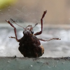 Doticus palmaris at Charleys Forest, NSW - 16 Feb 2023