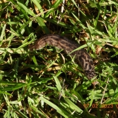 Limax maximus (Leopard Slug, Great Grey Slug) at Oakdale, NSW - 17 Feb 2023 by bufferzone