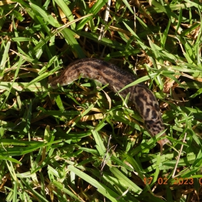 Limax maximus (Leopard Slug, Great Grey Slug) at Oakdale, NSW - 17 Feb 2023 by bufferzone