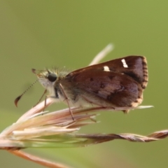 Dispar compacta (Barred Skipper) at Mongarlowe River - 14 Feb 2023 by LisaH