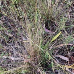 Nassella trichotoma (Serrated Tussock) at Watson, ACT - 16 Feb 2023 by waltraud