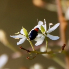 Adoxia benallae (Leaf beetle) at Mongarlowe, NSW - 14 Feb 2023 by LisaH