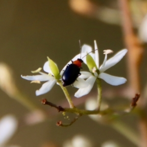 Adoxia benallae at Mongarlowe, NSW - suppressed