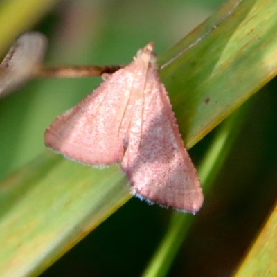 Endotricha pyrosalis (A Pyralid moth) at Mongarlowe, NSW - 14 Feb 2023 by LisaH