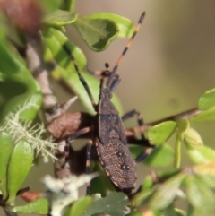 Gelonus tasmanicus (Leaf-footed bug) at Mongarlowe, NSW - 14 Feb 2023 by LisaH