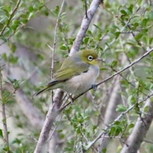 Zosterops lateralis at Mongarlowe, NSW - 14 Feb 2023