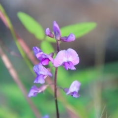 Glycine sp. at Mongarlowe, NSW - 14 Feb 2023 by LisaH