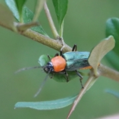 Chauliognathus tricolor (Tricolor soldier beetle) at Mongarlowe River - 14 Feb 2023 by LisaH