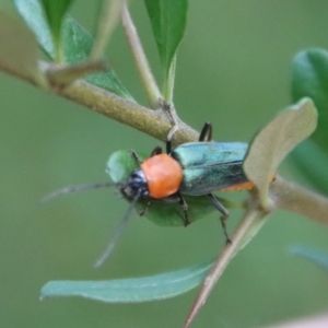 Chauliognathus tricolor at Mongarlowe, NSW - 14 Feb 2023