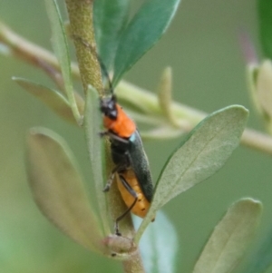 Chauliognathus tricolor at Mongarlowe, NSW - 14 Feb 2023