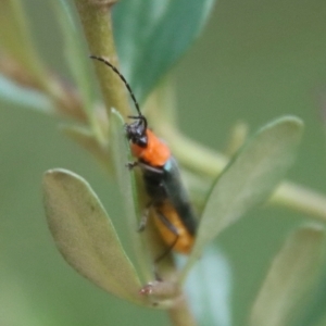 Chauliognathus tricolor at Mongarlowe, NSW - 14 Feb 2023