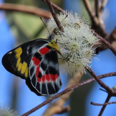 Delias harpalyce (Imperial Jezebel) at Carwoola, NSW - 17 Feb 2023 by SandraH