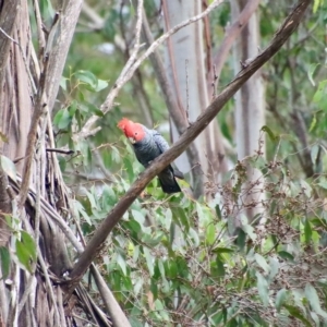 Callocephalon fimbriatum at Mongarlowe, NSW - suppressed