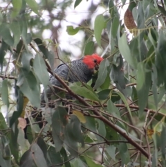 Callocephalon fimbriatum at Mongarlowe, NSW - 15 Feb 2023