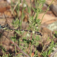 Austroepigomphus praeruptus (Twin-spot Hunter) at Carwoola, NSW - 16 Feb 2023 by SandraH