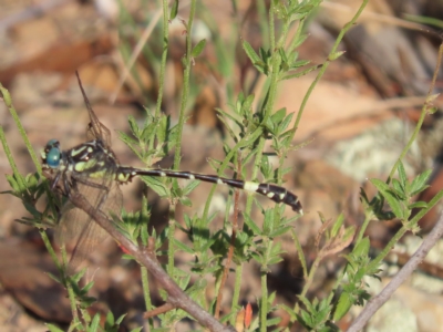 Austroepigomphus praeruptus (Twin-spot Hunter) at Carwoola, NSW - 16 Feb 2023 by SandraH