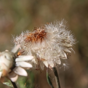 Xerochrysum bracteatum at Mongarlowe, NSW - 15 Feb 2023