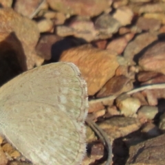 Zizina otis (Common Grass-Blue) at Carwoola, NSW - 17 Feb 2023 by SandraH