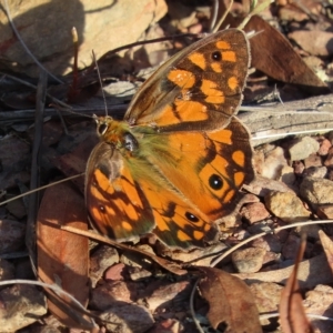 Heteronympha penelope at Carwoola, NSW - 17 Feb 2023 08:24 AM