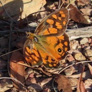 Heteronympha penelope at Carwoola, NSW - 17 Feb 2023