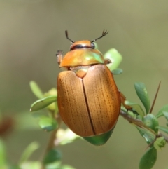 Anoplognathus brunnipennis (Green-tailed Christmas beetle) at Mongarlowe, NSW - 15 Feb 2023 by LisaH