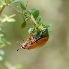 Anoplognathus brunnipennis at Mongarlowe, NSW - suppressed