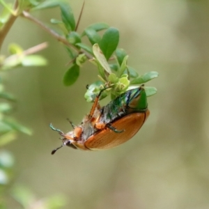 Anoplognathus brunnipennis at Mongarlowe, NSW - suppressed