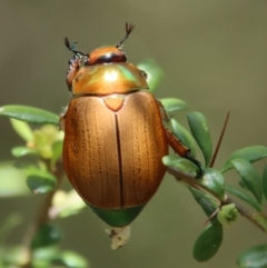 Anoplognathus brunnipennis at Mongarlowe, NSW - suppressed