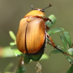 Anoplognathus brunnipennis at Mongarlowe, NSW - suppressed